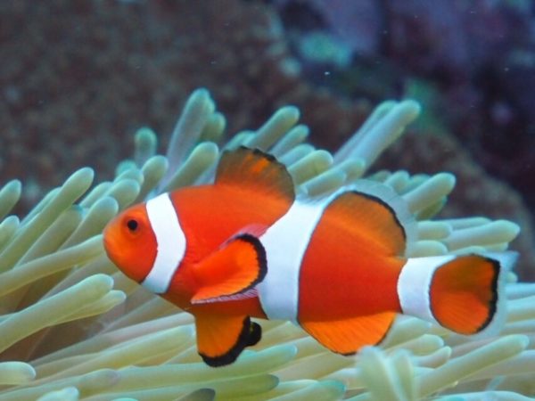クマノミ? イースタークラウンアネモネフィッシュ?