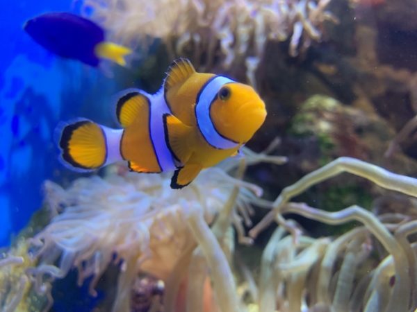 クマノミ? イースタークラウンアネモネフィッシュ?